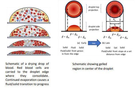 A droplet of human blood drying on a glass slide. The droplet diameter is approximately 4mm.